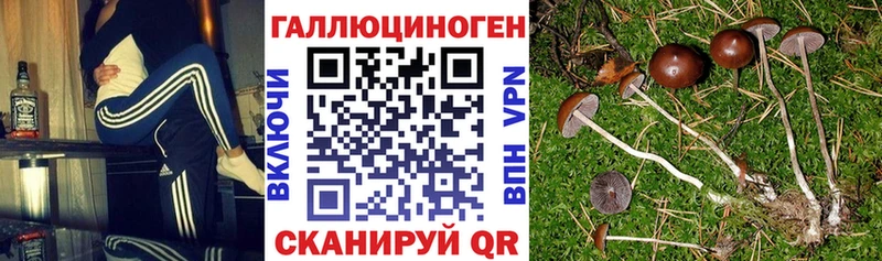 Галлюциногенные грибы мицелий  Купить где  Шацк 